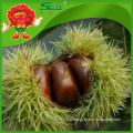 FRESH CHESTNUTS